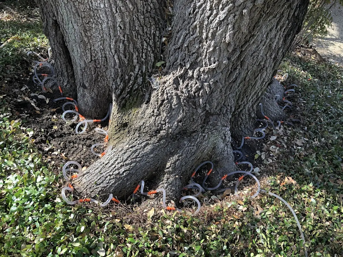 Detailed Tree Cabling and Bracing job site in Hale