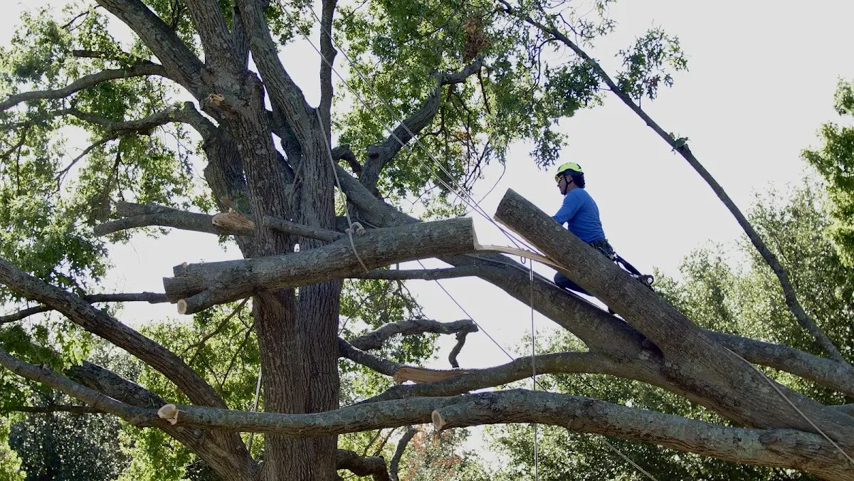 Professional Crown Thinning performed by certified arborists in Hale